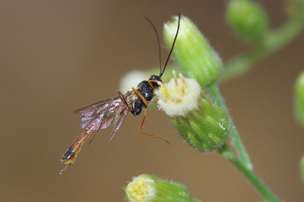 Ichneumonidae Latreille, 1802