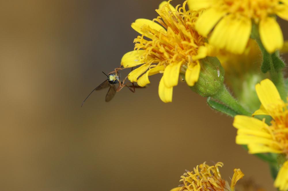 Ichneumonidae Latreille, 1802