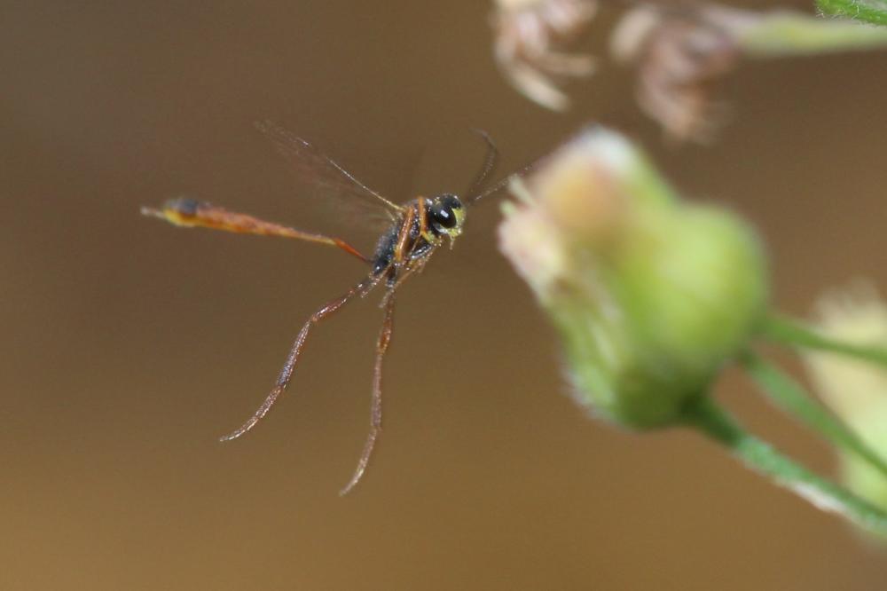 Ichneumonidae Latreille, 1802