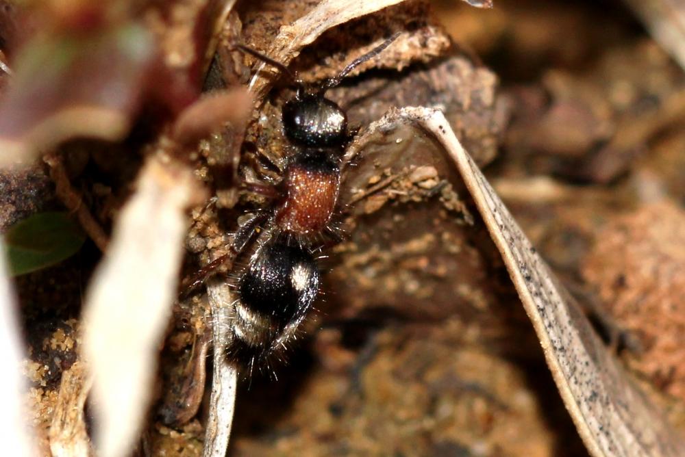 Smicromyrme partita (Klug, 1835)