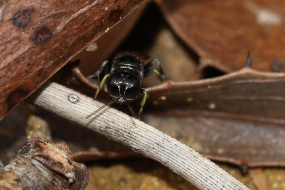 Crossocerus Lepeletier de Saint Fargeau & Brullé, 1835