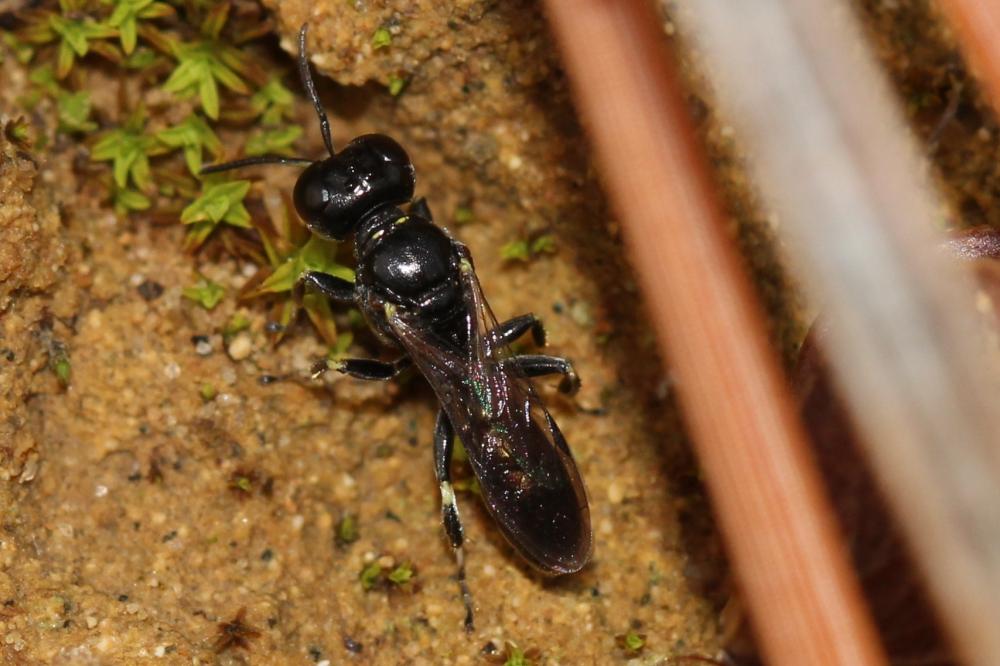 Crossocerus Lepeletier de Saint Fargeau & Brullé, 1835