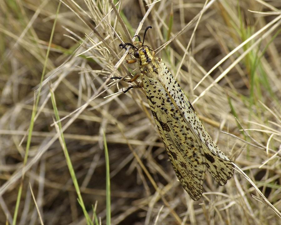  Palpares libelluloides (Linnaeus, 1764)