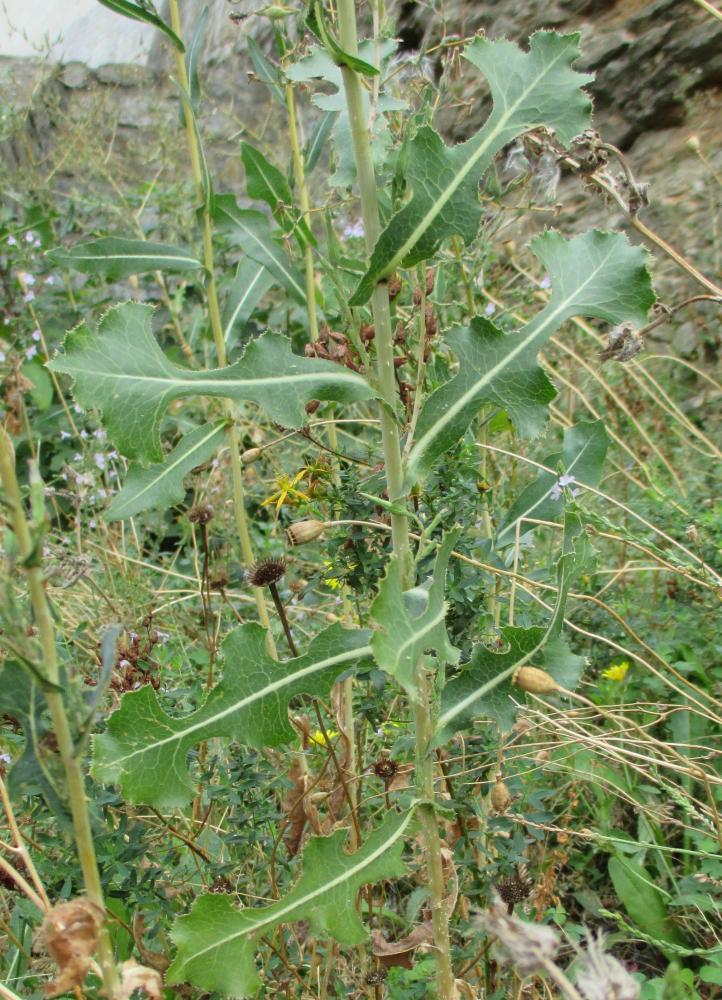 Laitue scariole, Escarole Lactuca serriola L., 1756