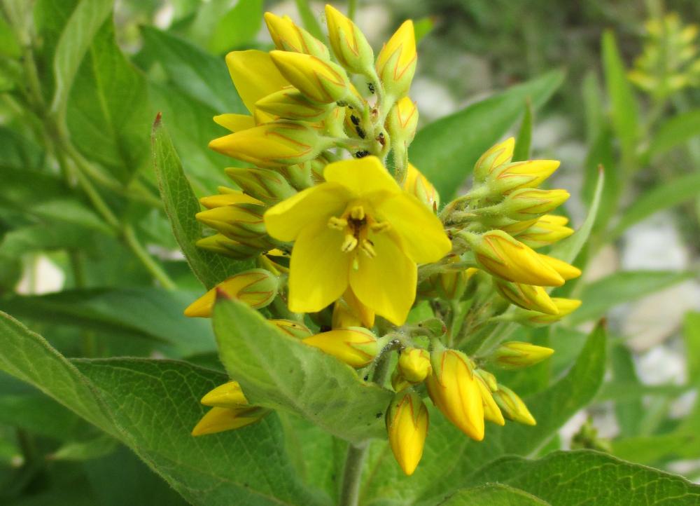 Lysimaque commune, Lysimaque vulgaire Lysimachia vulgaris L., 1753