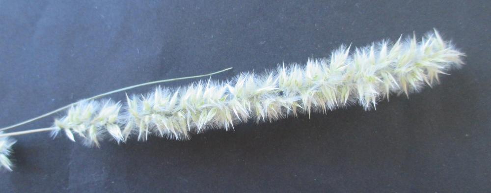 Mélique ciliée Melica ciliata L., 1753