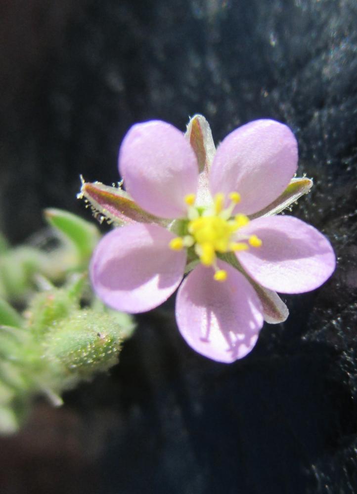 Sabline rouge Spergula rubra (L.) D.Dietr., 1840