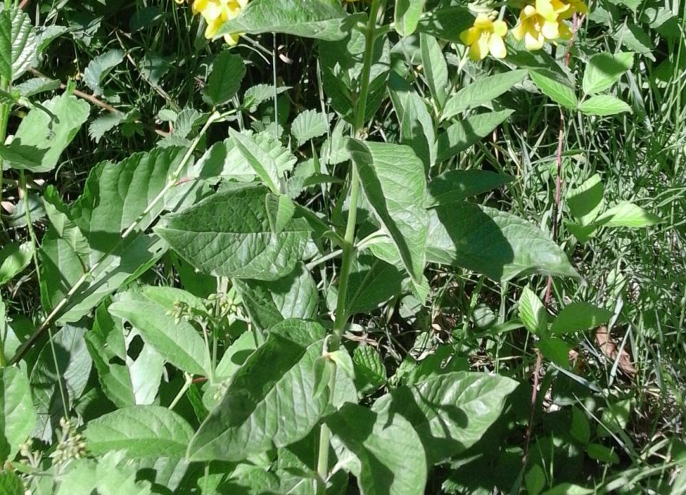 Lysimaque commune, Lysimaque vulgaire Lysimachia vulgaris L., 1753