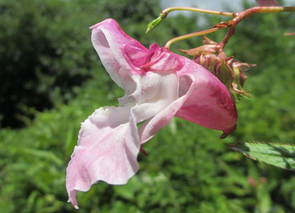 Balsamine de l'Himalaya, Balsamine géante, Balsami Impatiens glandulifera Royle, 1833