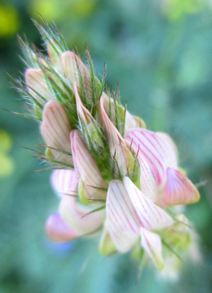 Sainfoin couchée, Esparcette couchée Onobrychis supina (Chaix ex Vill.) DC., 1805