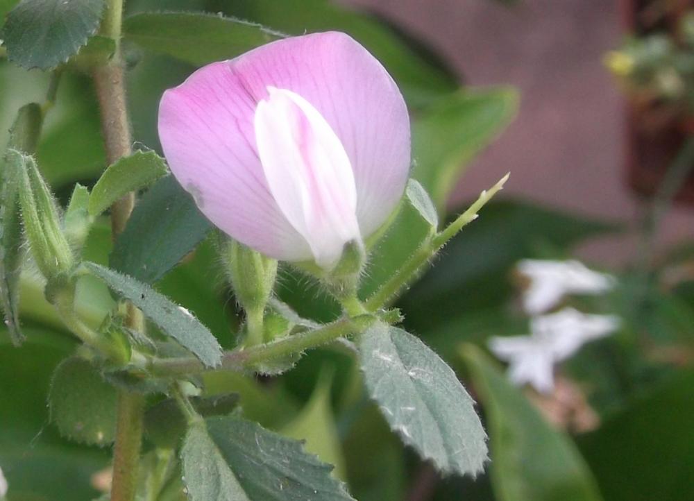 Bugrane épineuse, Arrête-boeuf Ononis spinosa L., 1753
