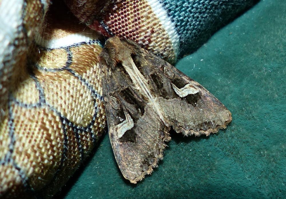 Noctuelle embrasée (La) Trigonophora flammea (Esper, 1785)