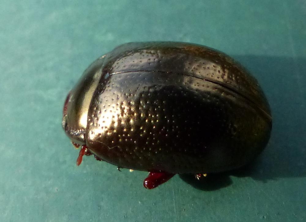 Chrysolina bankii (Fabricius, 1775)