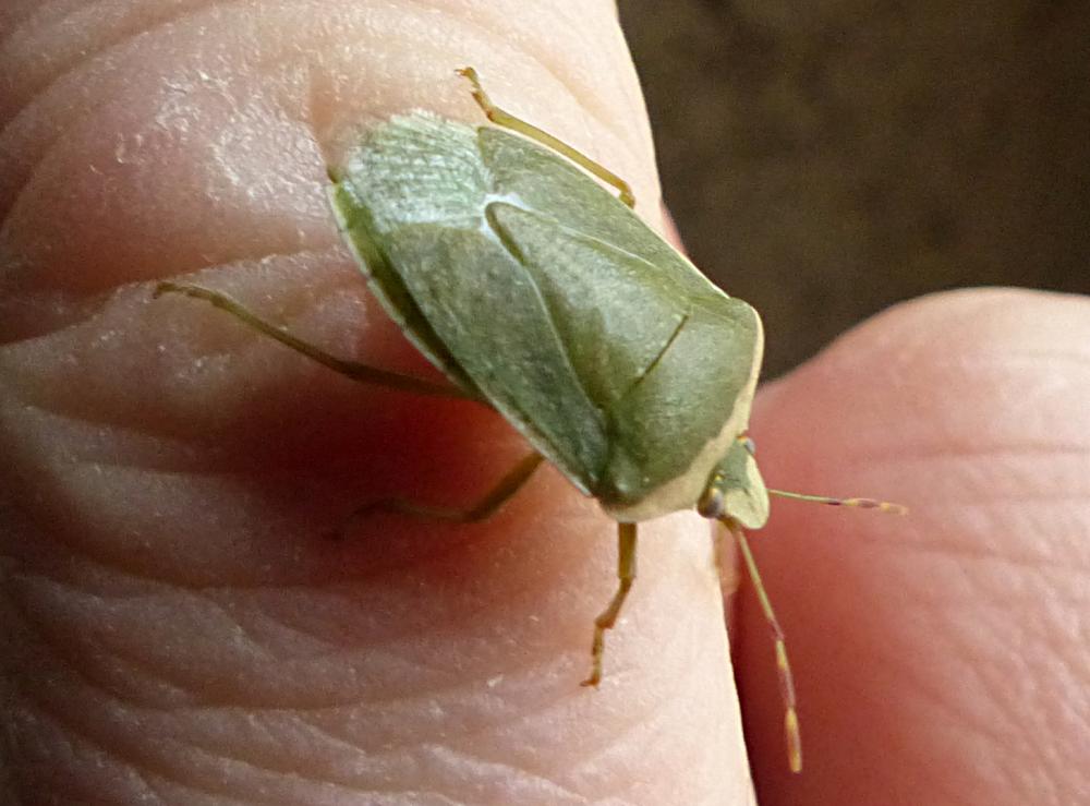 Pentatomidae Leach, 1815