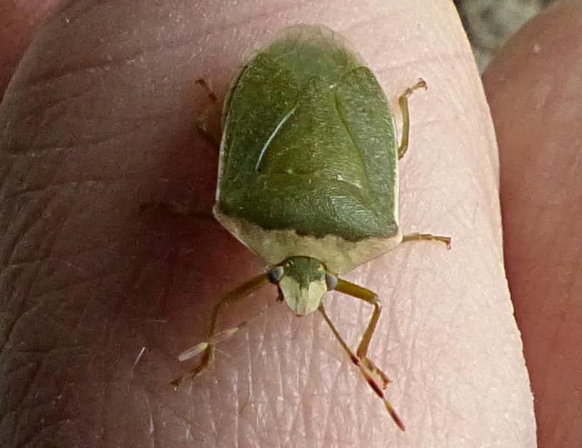 Pentatomidae Leach, 1815
