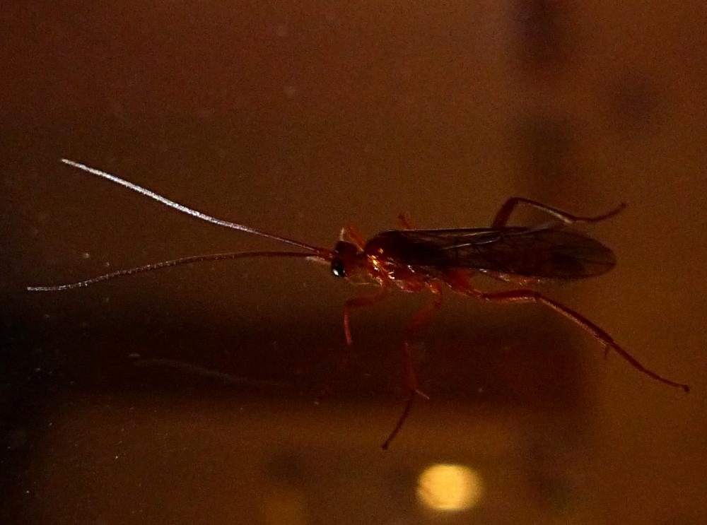  Ichneumonidae Latreille, 1802