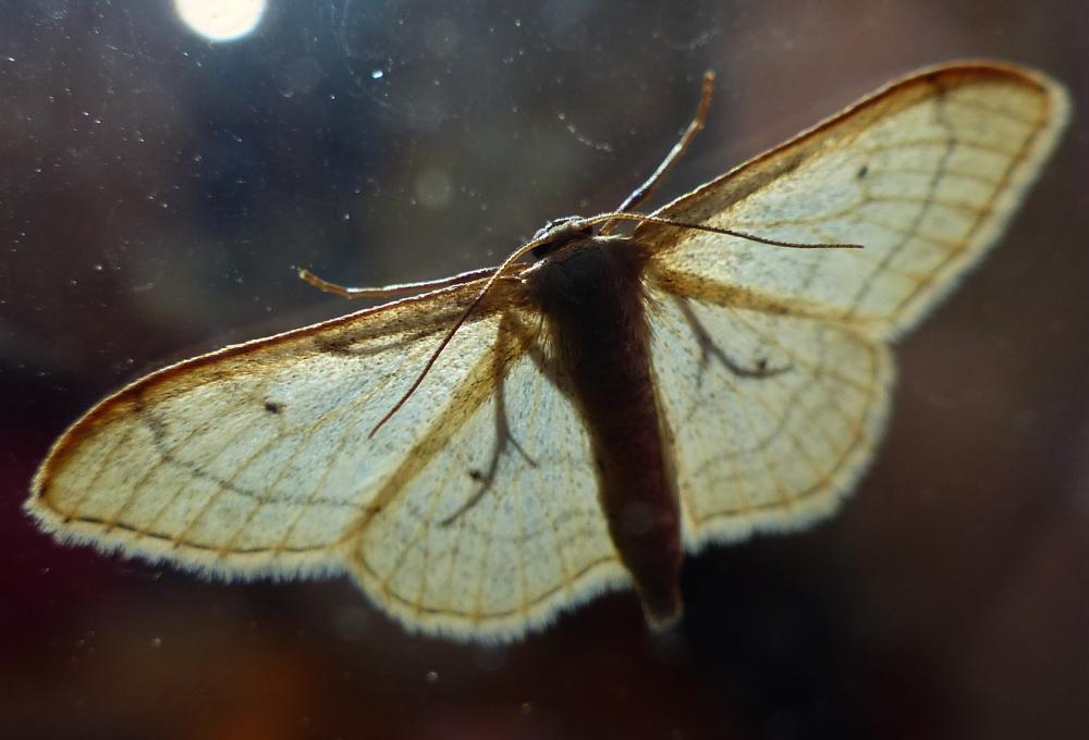 Géomètres [n. f.], Phalènes Geometridae Leach, 1815