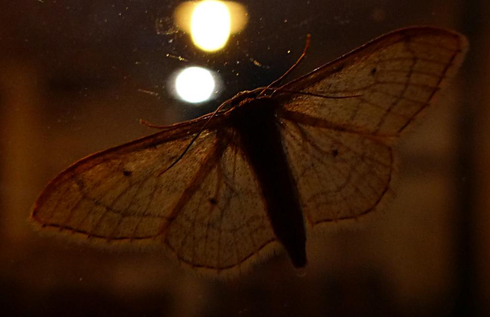 Géomètres [n. f.], Phalènes Geometridae Leach, 1815