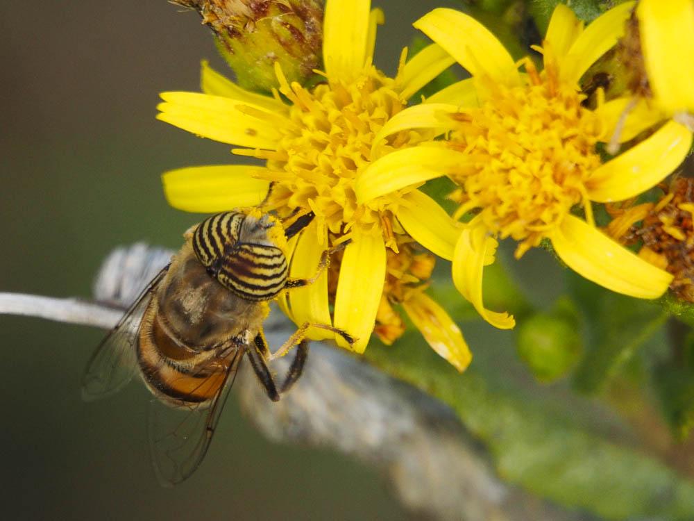 Eristalinus taeniops (Wiedemann, 1818)