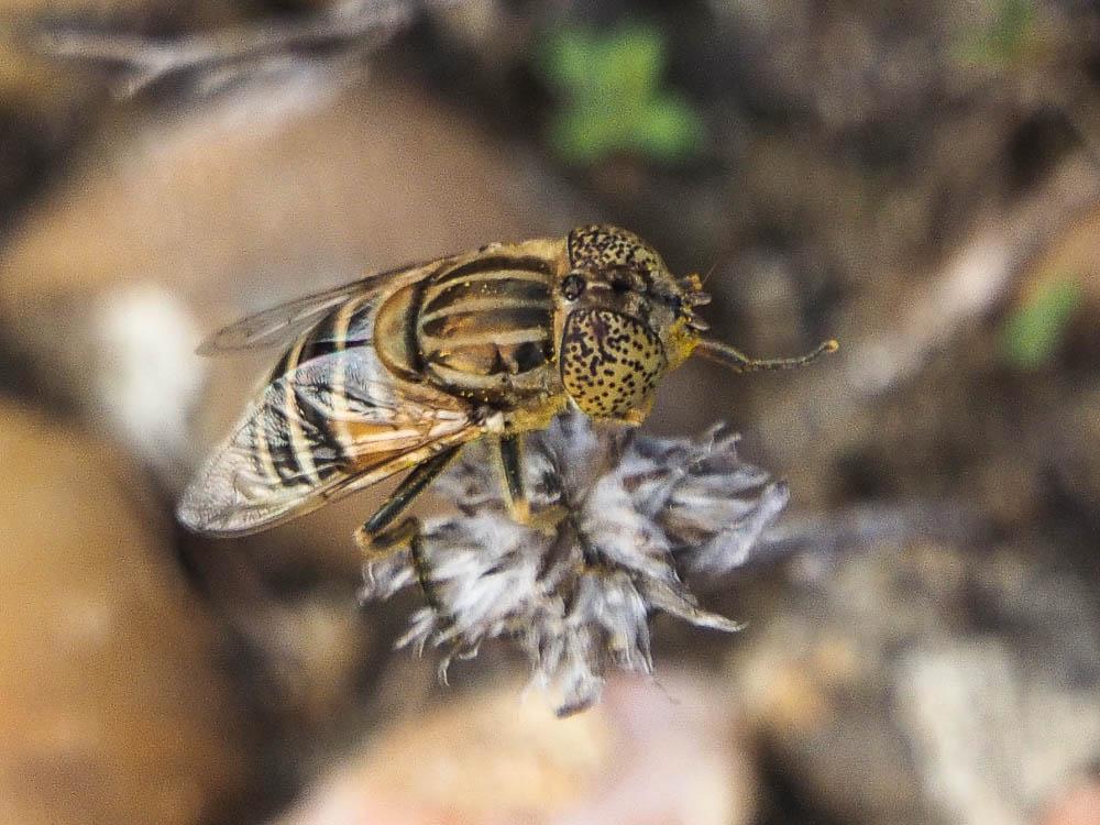 Eristalinus megacephalus (Rossi, 1794)