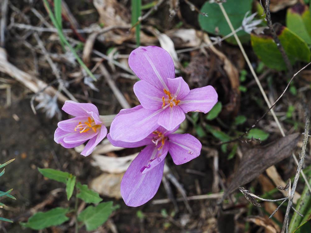 Colchique de Naples Colchicum longifolium Castagne, 1845