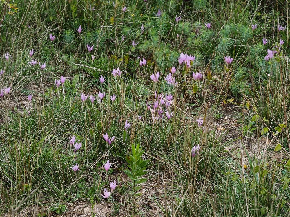 Le Colchique de Naples Colchicum longifolium Castagne, 1845
