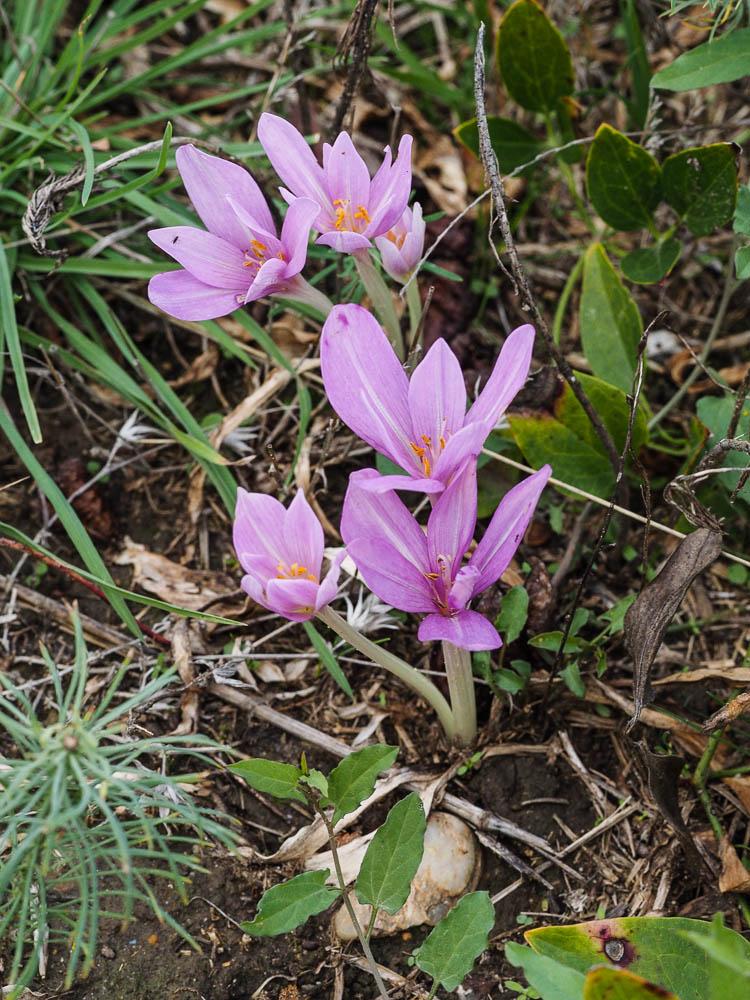 Colchique de Naples Colchicum longifolium Castagne, 1845