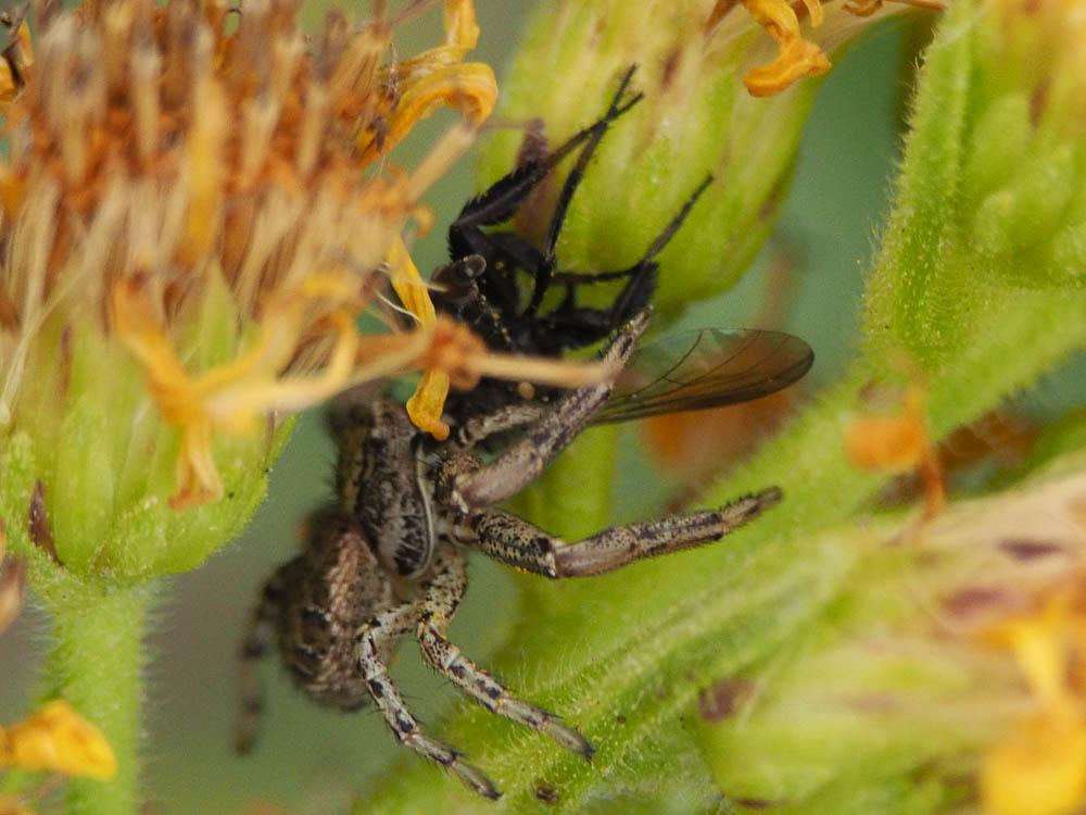 Xystique Xysticus 