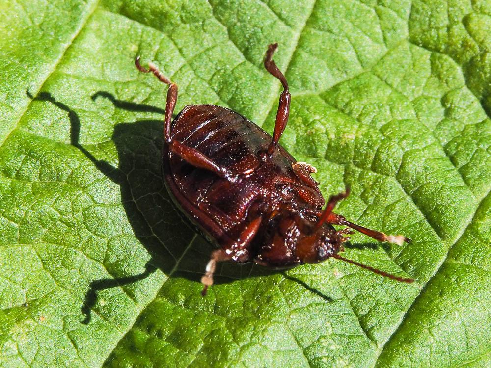 Chrysolina bankii (Fabricius, 1775)