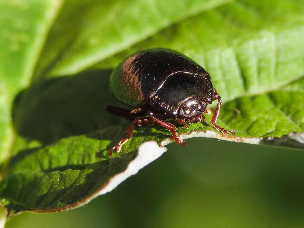  Chrysolina bankii (Fabricius, 1775)