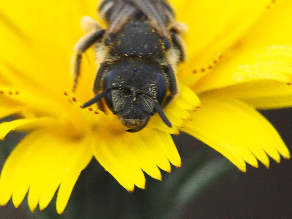  Halictus Latreille, 1804