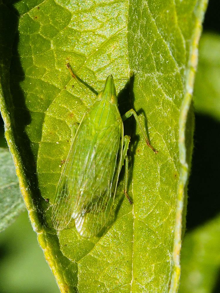 Dictyophore européen, Fulgore d'Europe Dictyophara europaea (Linnaeus, 1767)