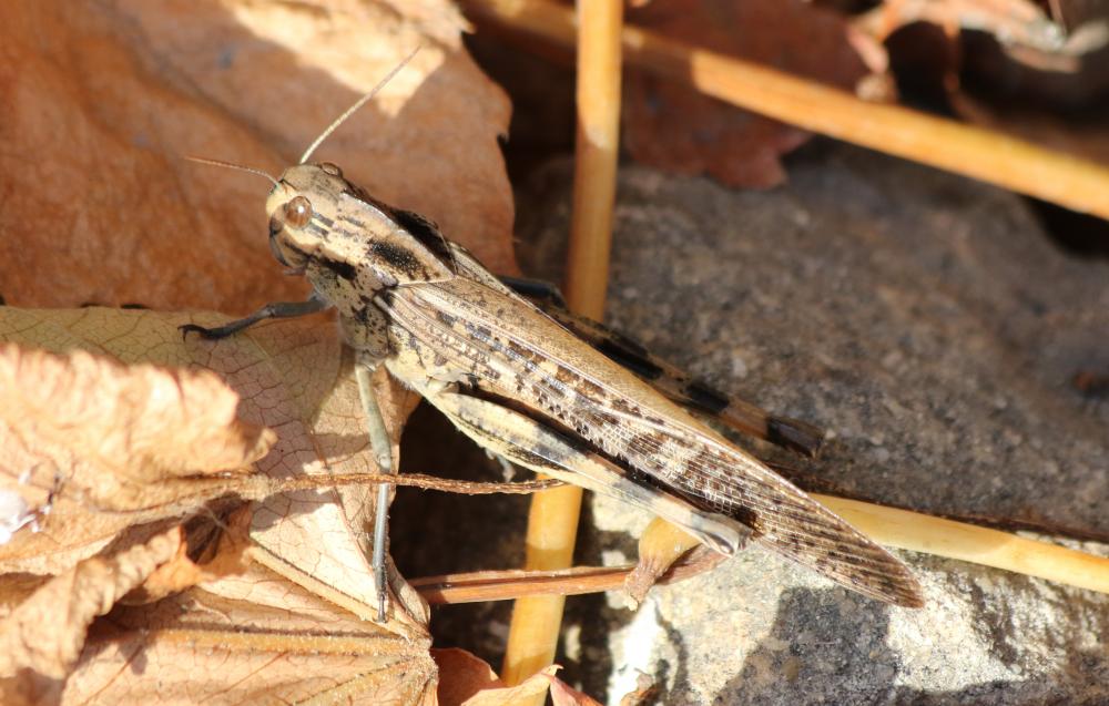 Criquet migrateur, Criquet voyageur, Criquet cendr Locusta migratoria (Linnaeus, 1758)