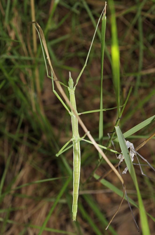  Leptynia hispanica (Bolivar, 1878)