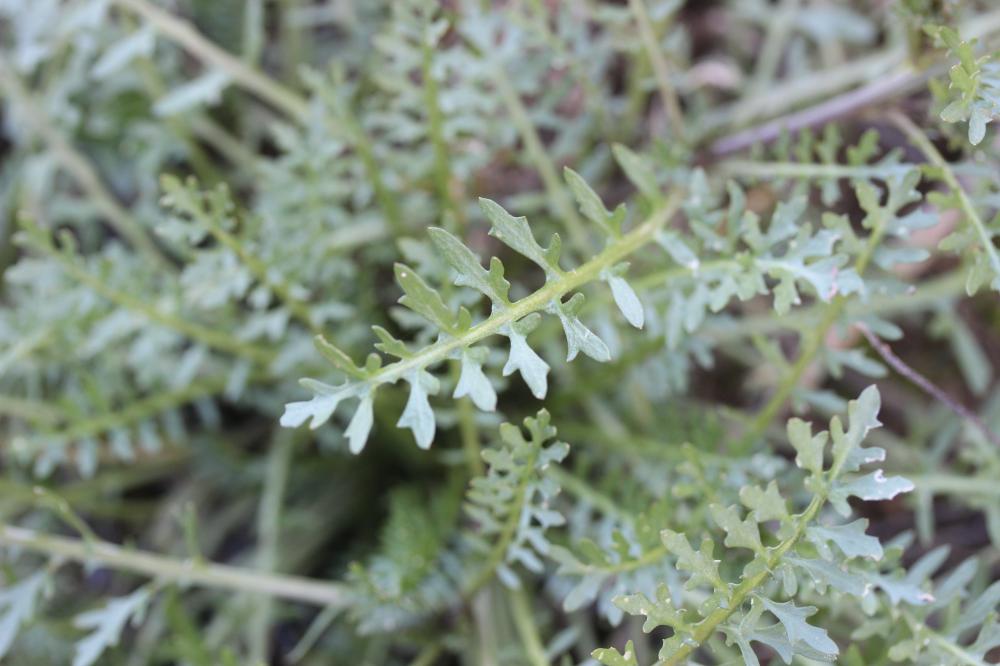 Cresson rude Sisymbrella aspera (L.) Spach, 1838