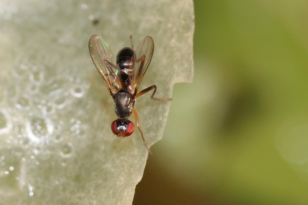 Nemopoda nitidula (Fallén, 1820)