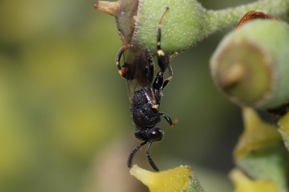 Brachymeria Westwood, 1829