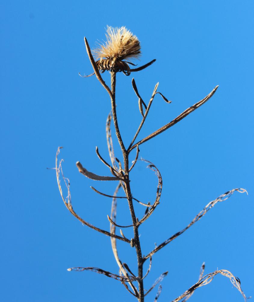 Jasonie Jasonia tuberosa (L.) DC., 1836