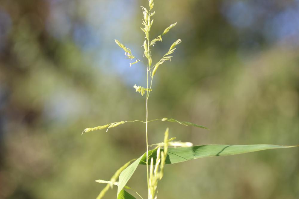 Léersie faux Riz Leersia oryzoides (L.) Sw., 1788