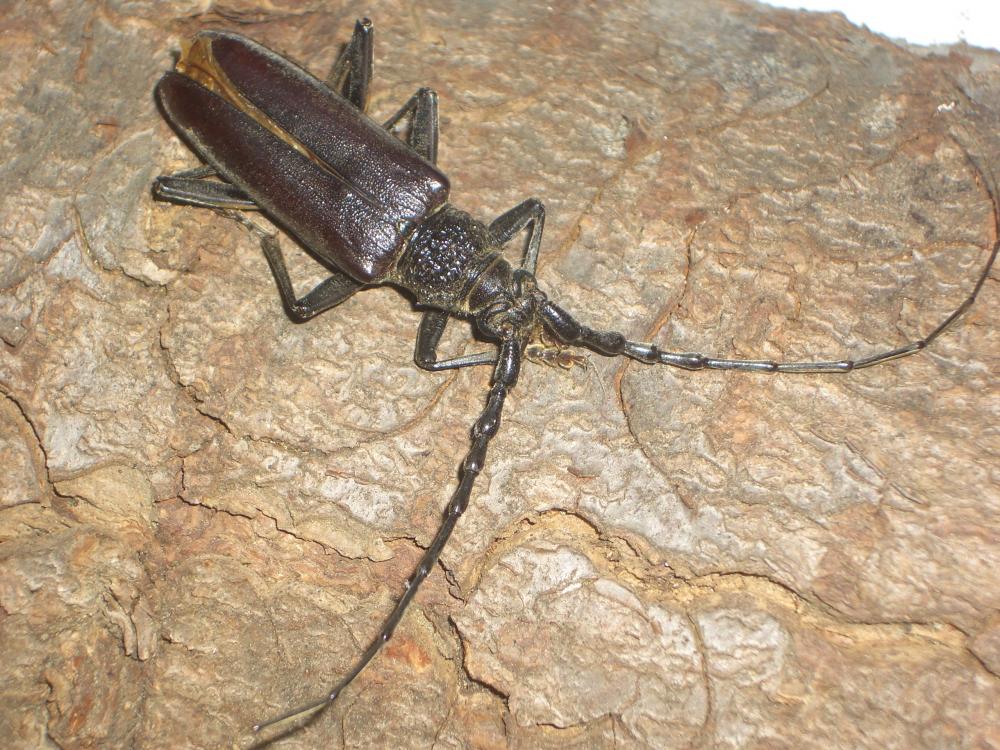 Grand Capricorne (Le) Cerambyx cerdo Linnaeus, 1758