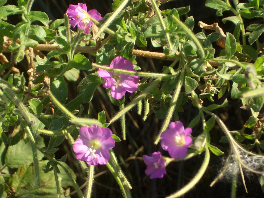 Épilobe hérissé, Épilobe hirsute Epilobium hirsutum L., 1753