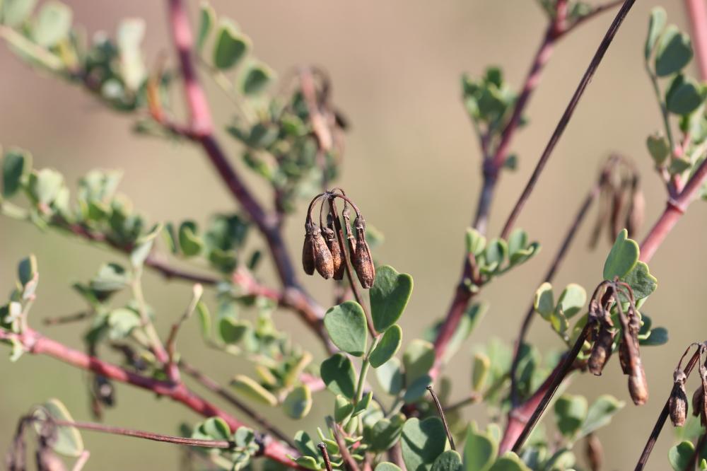 Coronille glauque Coronilla glauca L., 1755