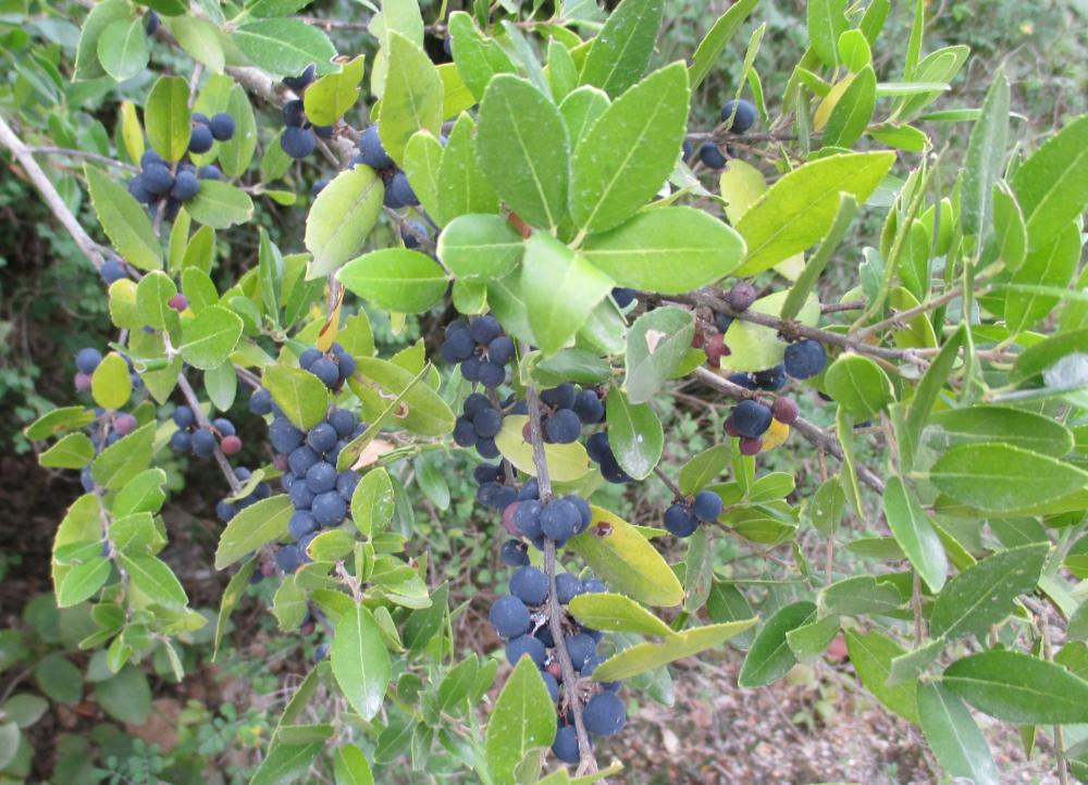Alavert à feuilles larges, Filaria à larges feuill Phillyrea latifolia L., 1753
