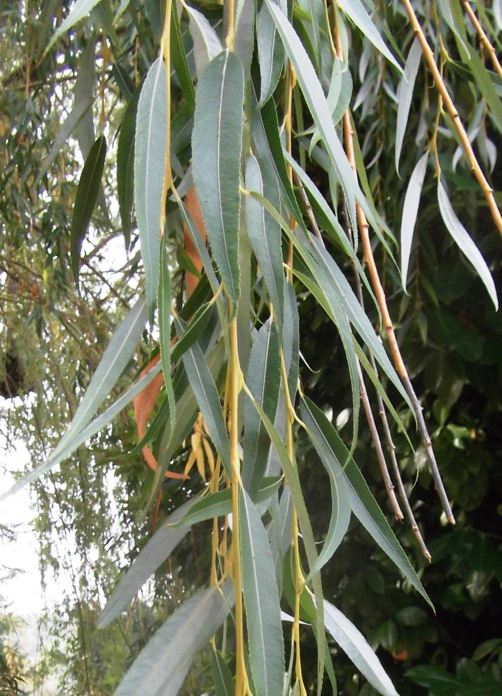 Saule de Babylone, Paradis des jardiniers Salix babylonica L., 1753
