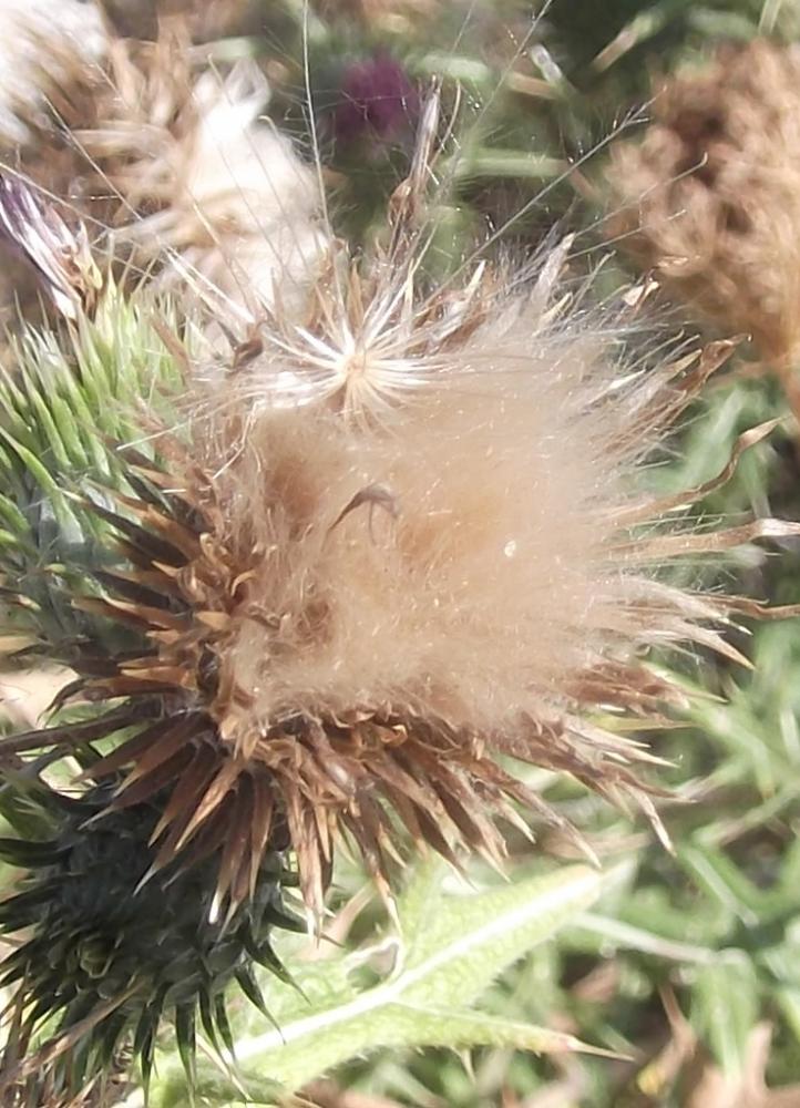Cirse lancéolé Cirsium vulgare subsp. vulgare (Savi) Ten., 1838