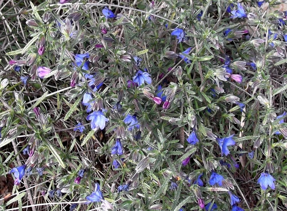 Grémil ligneux Lithodora fruticosa (L.) Griseb., 1844