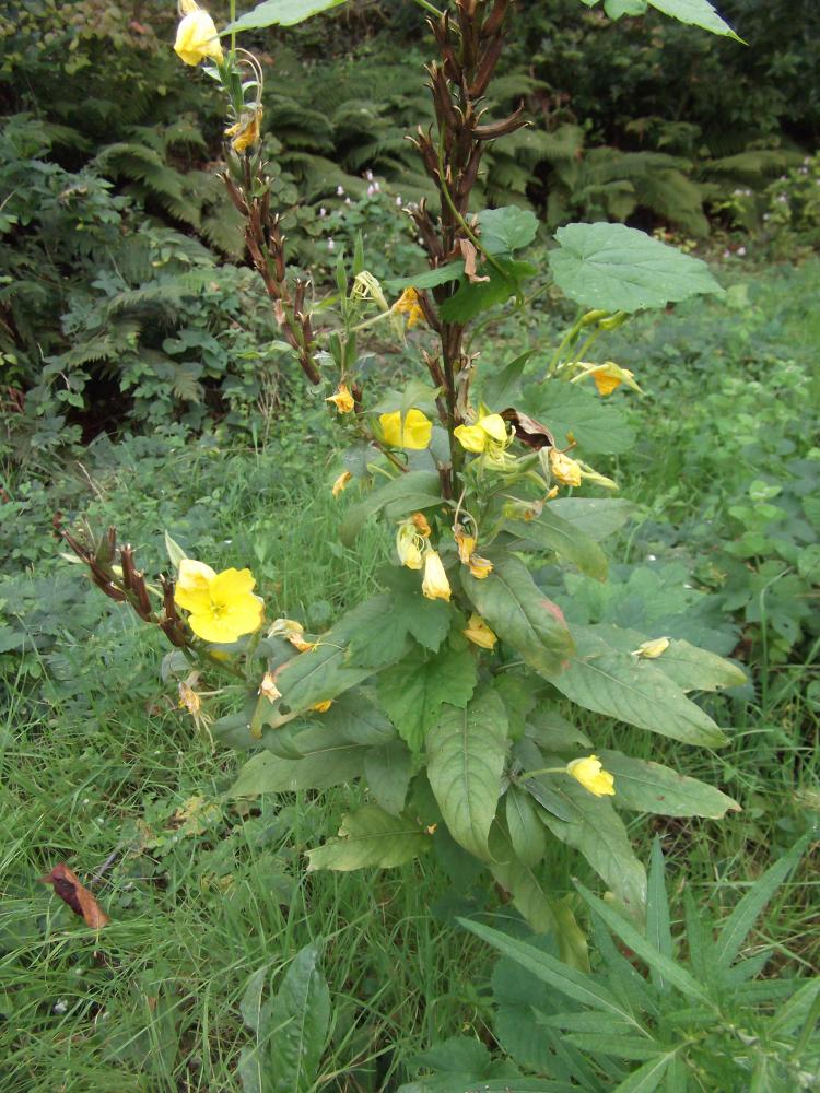 Onagre bisannuelle Oenothera biennis L., 1753