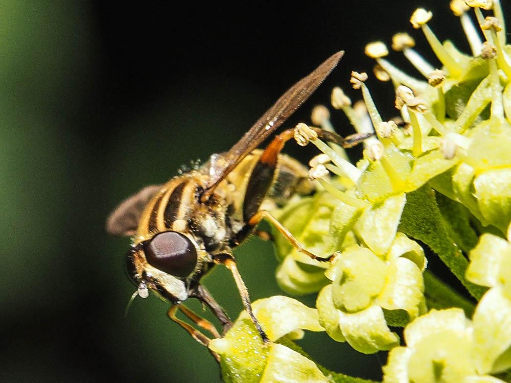 Helophilus pendulus (Linnaeus, 1758)