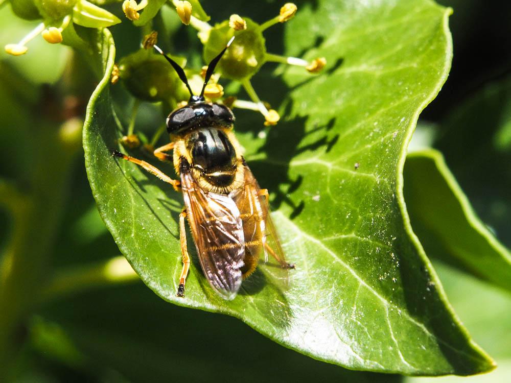  Callicera macquarti Rondani, 1844