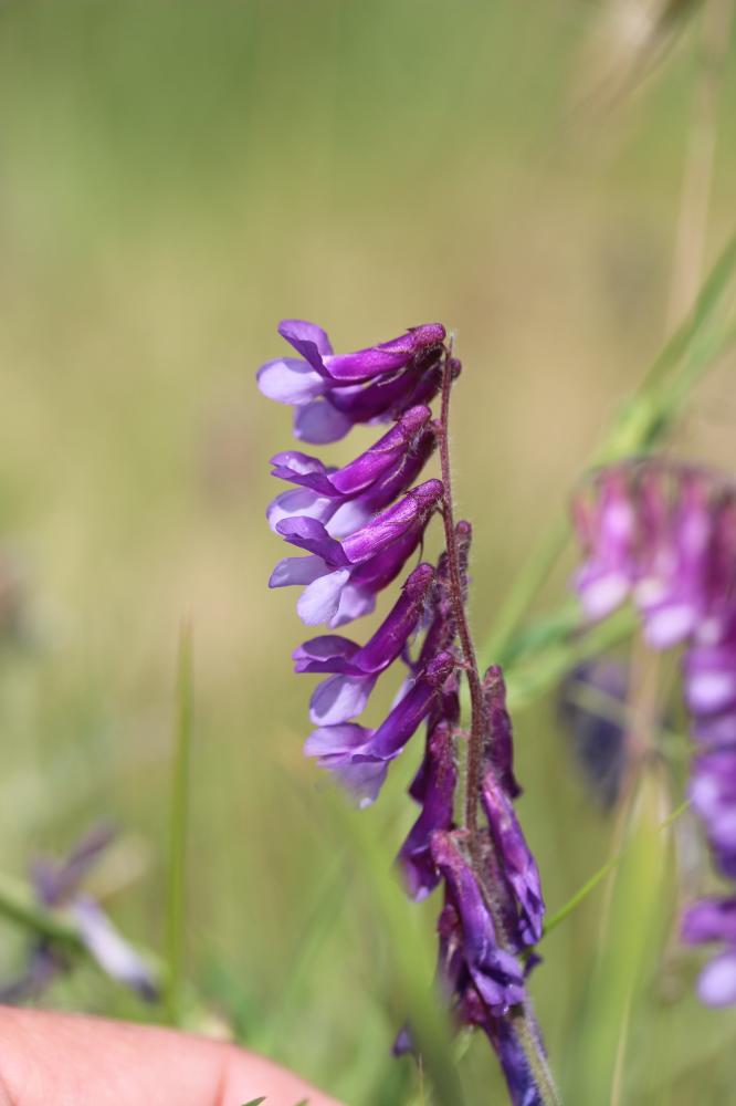 Vesce velue, Vesce des sables Vicia villosa Roth, 1793
